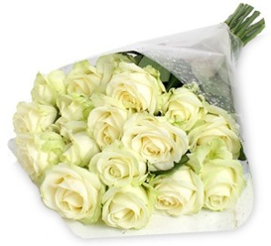 White Regal Roses